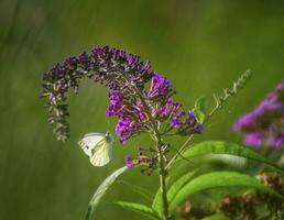 Cabagge white butterfly, pieris rapae, on a a summer lilac butterfly bush, buddleja davidii photo