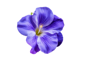 AI Generated iris flower bouquet blue isolated png