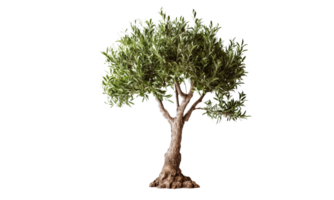 AI Generated Green olive tree on transparent background png