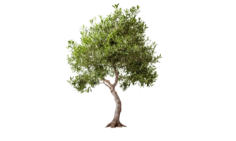 AI Generated Green olive tree on transparent background png