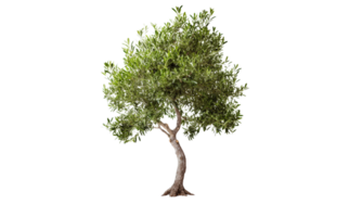 AI Generated Green olive tree on transparent background png