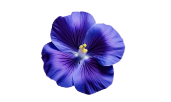 ai gerado íris flor ramalhete azul isolado png