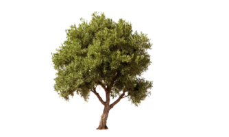 ai generato verde oliva albero su trasparente sfondo png