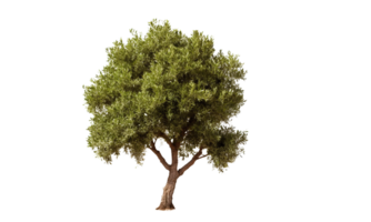 ai generado verde aceituna árbol en transparente antecedentes png