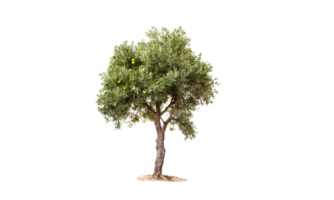 AI Generated Green olive tree on transparent background png