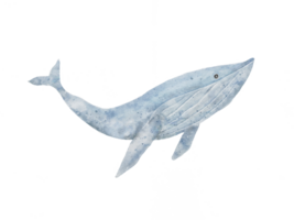 set of Blue whale drawing in watercolor isolated on transparency background png