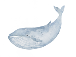 set of Blue whale drawing in watercolor isolated on transparency background png