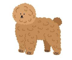 Toy poodle dog. Pets, animals, canine theme design element in contemporary simple flat style. Vector cartoon Illustration isolated on the white background.