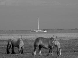 summer holidays at the german north sea photo