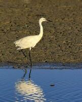 pequeño garceta, egretta garza, caminando siguiente a el agua, camarga, Francia foto