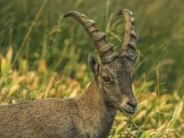 Male wild alpine, capra ibex, or steinbock photo