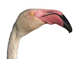 Greater flamingo, phoenicopterus roseus, portrait photo