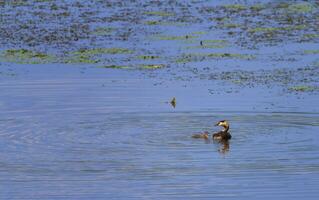 Crested grebe, podiceps cristatus, duck and baby, Kis-Balaton, Hungary photo