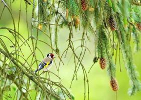 European goldfinch, carduelis carduelis photo