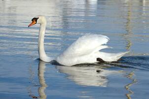 Mute swan with open wings photo