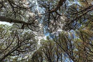 pinar bosque, cecina, toscana, Italia foto