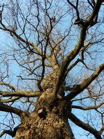 Birds house on a trunk photo