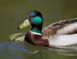 Male mallard duck on water photo