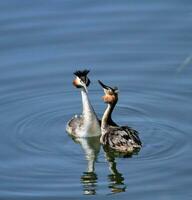 Great crested grebe ducks courtship photo