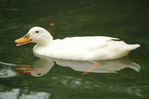 White duck talking photo