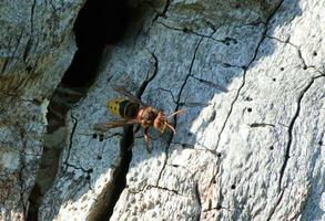 Wasp on a dead trunk photo