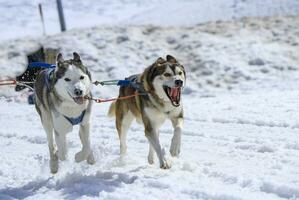 Two dogs at race in winter, Moss pass, Switzerland photo
