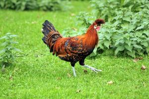 caminando gallo joven en el césped foto