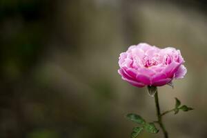 floración de rosado salvaje rosas foto