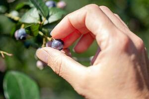 Female hand picking blueberries on a blueberry bush in the garden photo