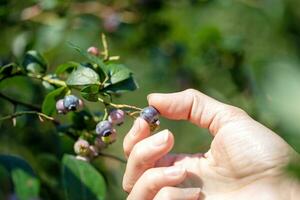 Female hand picking blueberries on a blueberry bush in the garden photo