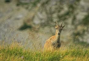 Steinbock or Alpine Capra Ibex at Colombiere pass, France photo