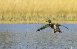 Male mallard duck landing photo