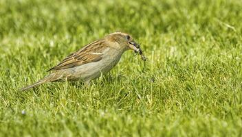 Sparrow eating an insect photo
