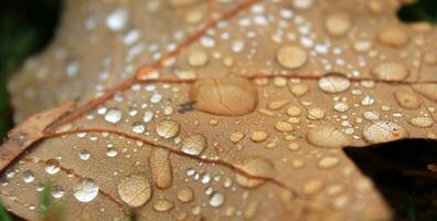 Autumn leaf with water drops photo