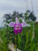 In the delicate petals of a flower, I find a world of beauty and grace, a reminder that even in the smallest things, nature paints the most exquisite masterpieces. photo