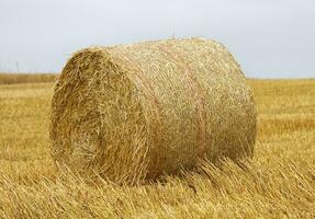 Big round bale of straw in a field after harvest photo