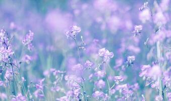 Purple flower on meadow blooming in the morning.Soft pastel on nature bokeh background,vintage style photo