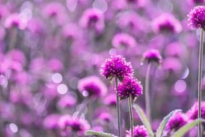 pink amaranth flower blossom on field, Beautiful growing and flowers on meadow blooming in the morning.Soft pastel on nature bokeh background photo