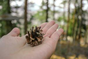 blurred of Pine cone on hand with green nature bokeh background, photo