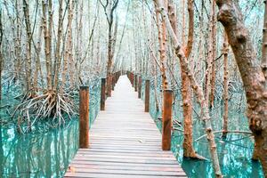 wooden bridge for walkway In the mangrove nature study path forest photo