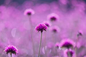 pink amaranth flower blossom on field, Beautiful growing and flowers on meadow blooming in the morning.Soft pastel on nature bokeh background photo