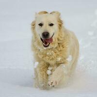 Golden retriever dog running in the snow photo