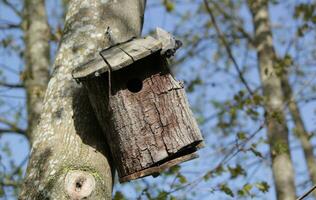 Birdhouse in a forest photo