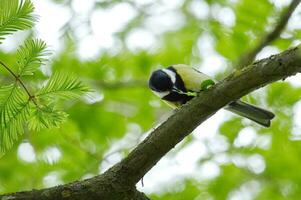 Great tit eating photo