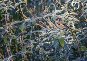 European goldfinch, carduelis carduelis photo