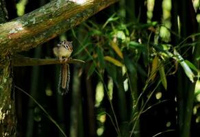 Chipmunk on a tree photo