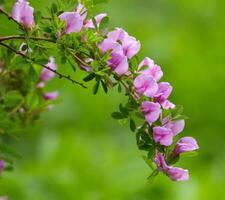 Purple broom in green background photo