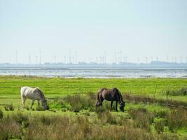 the island of Langeoog photo