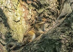 Siberian or common chipmunk squirrel, eutamias sibiricus photo