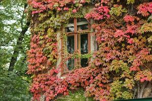 Window and ivy photo